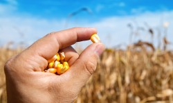 Etiam dictum egestas